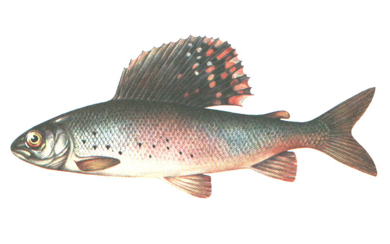 Рыба Карелии названия