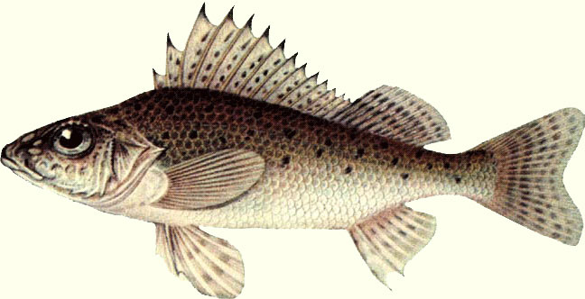 Рыба Карелии