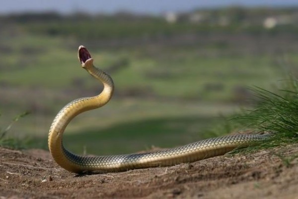 Как снимать кольца змеи?