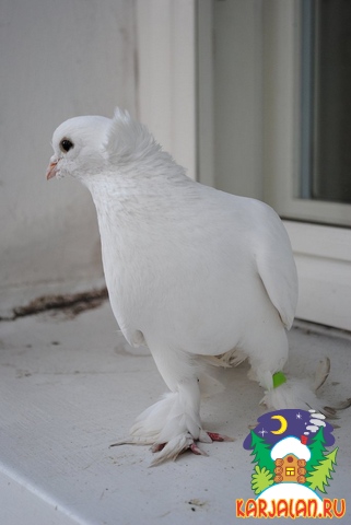 карельский белый голубь